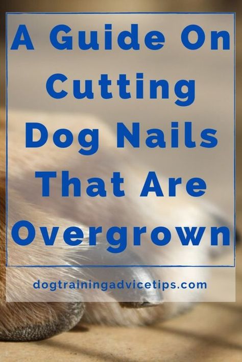 Clipping Dog Nails, Cut Dog Nails, Trimming Dog Nails, Paw Care, Dog Booties, Dog Remedies, Basic Dog Training, Painting Concrete Porch, House Training Dogs