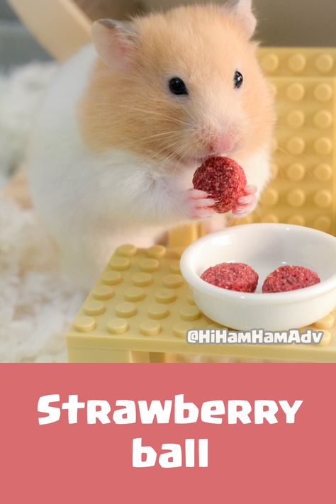 Lego Hamster, Hamster Cage Ideas Diy, Hamsters Aesthetic, Hamster Colors, Hamsters Cute, Syrian Hamster Cages, Hamster Aesthetic, Aesthetic Lego, Hamster Cage Ideas