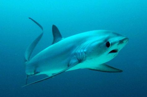 PADI Open Water Course and Thresher Shark Dive 2018 - Cebu Shark Habitat, Thresher Shark, Shark Conservation, Types Of Sharks, Shark Facts, Shark Photos, Shark Pictures, Species Of Sharks, Bull Shark