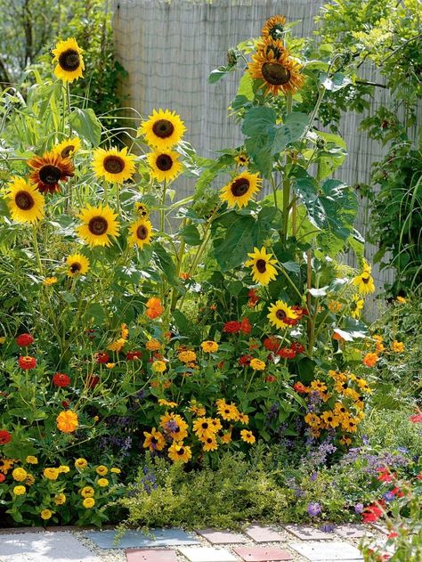 Sunflowers In The Garden, Sunflowers In Front Of House, Sunflower In Garden, Sun Flower Garden Ideas, Sunflowers Backyard, Sunflower Landscaping, Flower Garden Ideas Backyard, Sunflowers Crafts, Sunflower Garden Ideas