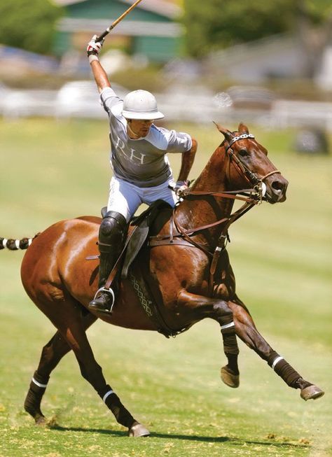 Polo Horse Riding, Polo Ponies, Polo Players, Horse Polo, Polo Grounds, Animal Movement, Polo Horse, Polo Team, Sport Of Kings