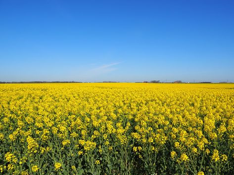 Rapeseed Flower, Yellow Plants, Flowers Yellow, City Photography, Public Domain Images, Yellow Flower, Blossom Flower, Portsmouth, Flower Backgrounds