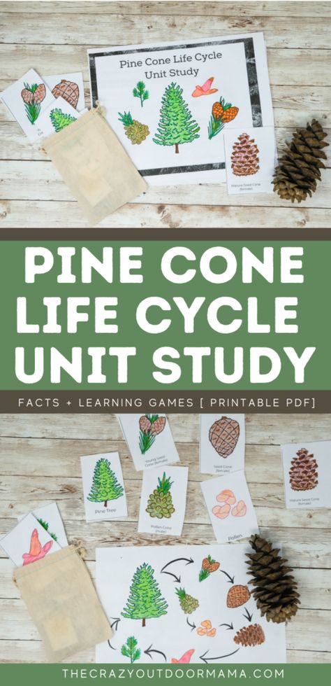 Pinecone Unit Study, Pinecone Stem Activity, Leaves Unit Study, Botany Unit Study, Forest Kindergarten Activities, Nature School Activities, Tree Unit Study, Camping Week, Activity Ideas For Kids