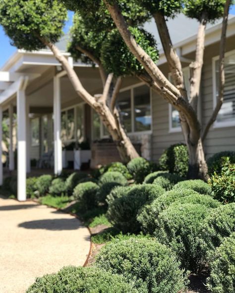 JANE JONES LANDSCAPES on Instagram: “Our Portsea landscape development project taking shape... an undulating mass of Westringia fruticosa and Viburnun tinus spheres 🌿 .…” Landscape Development, Westringia Fruticosa, Australian Garden Design, Australian Garden, Taking Shape, Outdoor Design, Garden Design, Plants, On Instagram