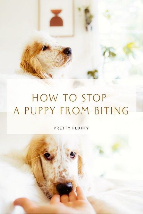 In need of puppy biting tips? We’ve got you covered! There’s no doubt bringing a new puppy into your home is a memorable and special time in your life. But surviving your puppy’s teething phase can be harder than you think! Knowing how to teach your puppy not to bite and jump is a skill many new pet parents will need to learn – quite quickly – to avoid unintentional but harmful puppy behaviour. Stop your puppy biting fast with these simple puppy training tips! Puppy Jumping, Puppy Development, Puppy Training Schedule, House Training Puppies, Dog Obsessed, Puppy Biting, Puppy Training Tips, Dog Training Techniques, Best Dog Training