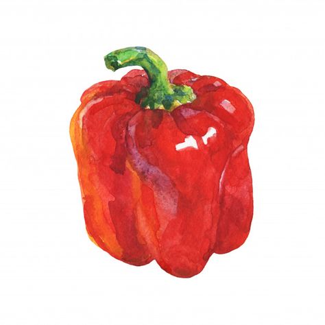 Watercolor red paprika isolated hand dra... | Premium Photo #Freepik #photo #watercolor #food #hand #paint Vegetable Painting, Vegetable Illustration, Watercolor Food, Yellow Pepper, Watercolor Red, Food Painting, Fruit Painting, 수채화 그림, Watercolor Trees