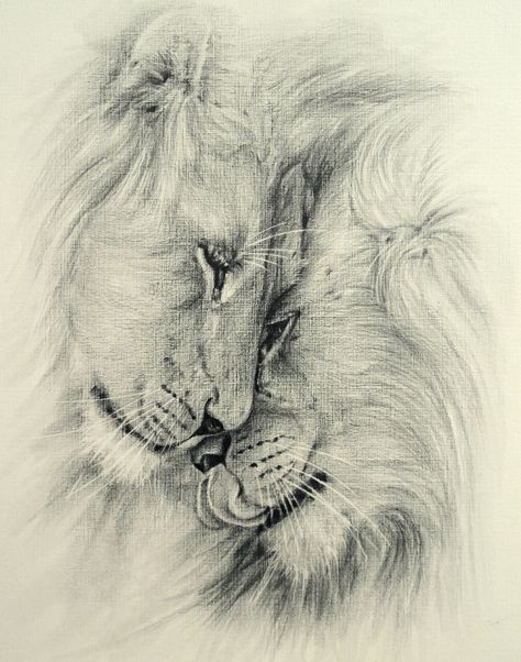 Lion Couple Drawing, Lion And Lioness Drawing, Drawings Of Lions, Lion Pencil Drawing, Lion And Lioness Tattoo, Tiger Sketch, Lion Sketch, Lioness Tattoo, Lion Drawing