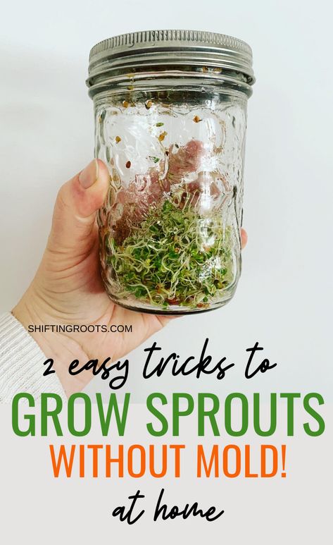 Two Easy Tricks to Prevent Mold in Home Grown Sprouts How To Grow Sprouts, Grow Sprouts, Growing Sprouts, Alfalfa Sprouts, Growing Microgreens, Sprouting Seeds, Dressing Recipes, Easy Cheap, Bean Sprouts