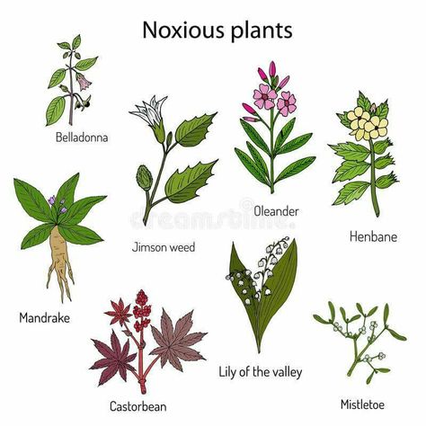 "Few poisonous plants"(International Journal of Pharmacognosy) Deadly Plants, Poison Garden, Planting For Kids, Wild Food Foraging, Botanical Plants, Magic Herbs, Plant Tattoo, Poisonous Plants, Wild Food