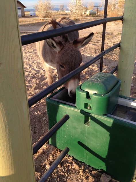 Automatic Horse Waterer, Pasture Management, Equine Barns, Automatic Waterer, Horse Water, Rural Lifestyle, Barn Ideas, Horse Barn, Horse Stuff