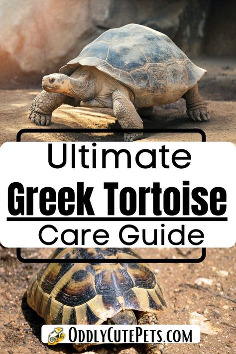 Greek Tortoise Enclosure, Greek Tortoise Habitat Indoor, Greek Tortoise, Tortoise Terrarium, Tortoise Enclosure, Tortoise Care, African Leopard, Tortoise Habitat, Baby Tortoise