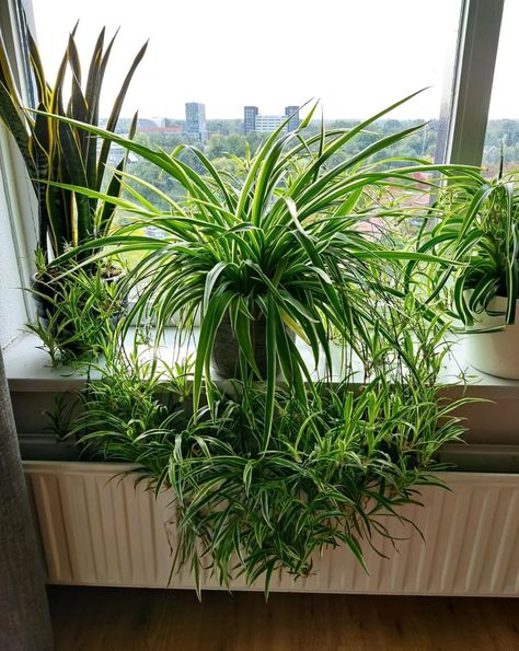 Spider Plant Care, Airplane Plant, نباتات منزلية, Spider Plant, Indoor Trees, Growing Plants Indoors, Fast Growing Plants, Jade Plants, House Plants Decor