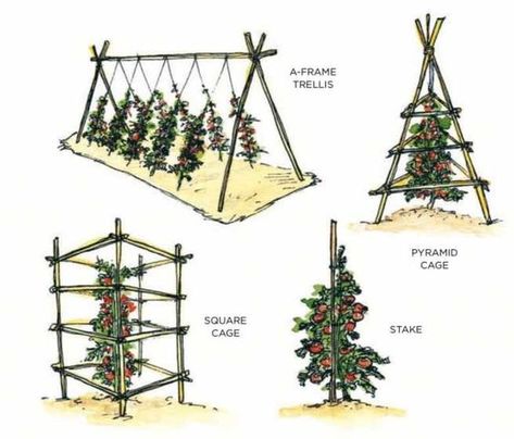 Huerta En Casa Ideas, Tomato Trellis Ideas, Tomato Plant Trellis, Tomatoes Plants Problems, Plantarea Legumelor, Grape Trellis, Tomato Trellis, Cucumber Trellis, Trellis Ideas