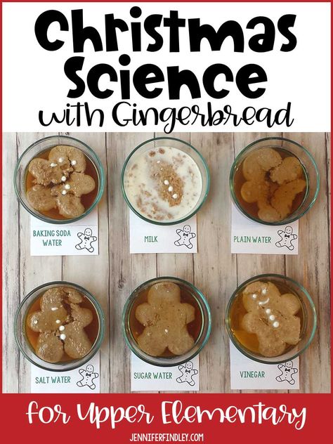 Gingerbread Cookie Science Experiment, Gingerbread Science Kindergarten, 5 Senses Gingerbread Man, Gingerbread Steam Activity, Gingerbread Themed Activities, Christmas Cookie Activities For Preschool, Gingerbread Experiment For Kids, Gingerbread Man Science Experiment, Gingerbread Process Art Preschool