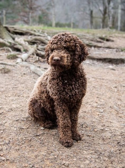 Lagotto Romagnolo Puppy, Spanish Water Dog, Dog Standing, Blackberry Farm, Lagotto Romagnolo, Hotel And Resort, Diy Dog Costumes, Luxury Resorts, Plan A Trip