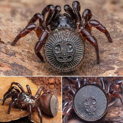 Cyclocosmia ricketti, commonly known as the Chinese hourglass spider, is a species of trapdoor spider of the genus Cyclocosmia, which refers specifically to mygalomorphus animals. Cyclocosmia ricketti is native to China and it was first described in 1901 by Mary Agard Pocock. The abdomen of spiders in this genus is abruptly truncated and ends in a hardened disc which is strengthened by a system of ribs and grooves. Trapdoor Spider, Arachnids Spiders, Animal Line Drawings, Types Of Spiders, Spider Species, Cool Insects, Pet Spider, Cool Bugs, Beautiful Bugs