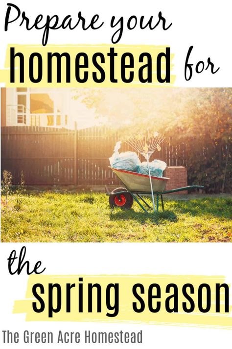 Spring Homestead, House Schedule, Loquat Tree, Clean Garden Tools, Homestead Gardening, Raising Chicks, Acre Homestead, Clean House Schedule, Starting Seeds Indoors