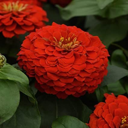 Red Zinnia, Cilantro Seeds, Zinnia Seeds, Zinnia Elegans, Planting Pot, Zinnia Flowers, No Light, Summer Berries, Plant Spacing