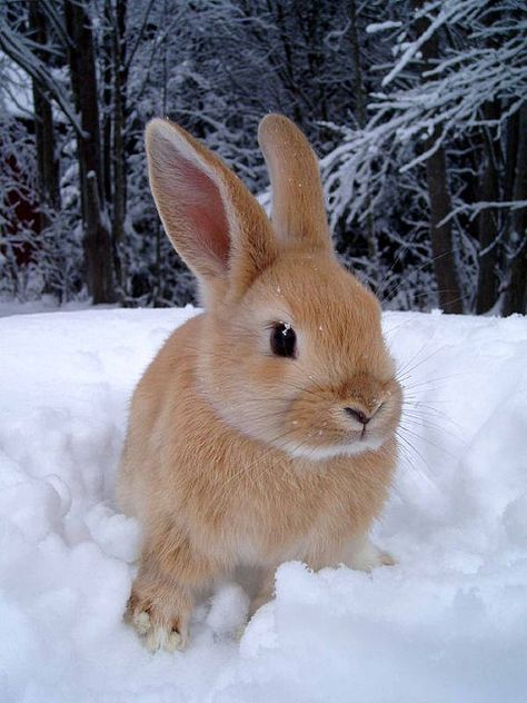 I had a rabbit that looked just like this one when I was a kid, her name was Ginger! Brown Rabbit, Cute Bunny Pictures, 강아지 그림, Bunny Pictures, Pet Bunny, Snow Bunnies, Baby Bunnies, Cute Animal Pictures