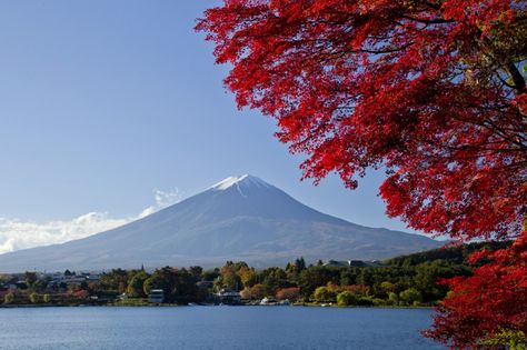 7 recommended Momiji and Autumn Leaves around Lake Kawaguchiko Lake Kawaguchiko, Mount Fuji Japan, Fuji Mountain, Hakone, Mt Fuji, Tokyo Travel, Mount Fuji, Mount Rainier, Autumn Leaves