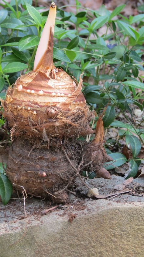 Elephant Ear Bulbs Elephant Ears Garden, Elephant Ears Plants, Elephant Ear Bulbs, Elephant Plant, Alocasia Plant, Water For Elephants, Elephant Ear Plant, Overwintering, Nitty Gritty