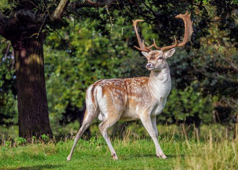 Fallow Deer Aesthetic, Deer Reference Photo, Deer Poses, Deer Person, Deer Aesthetic, Deer Reference, Deer Photography, Deer Species, Deer Photos