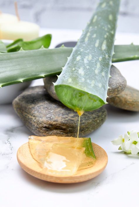 Here's the Ultimate Aloe Vera Plant Care Guide for New Plant Parents Alovera Plant, Aloe Plant Care, Aloe Vera Powder, Aloe Vera Benefits, Treating Acne, Pure Aloe Vera, Gel Powder, Aloe Vera Plant, Aloe Plant