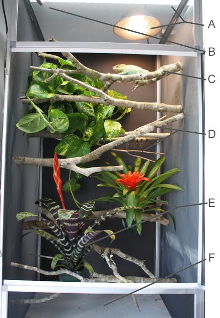 How To Set Up A Proper Chameleon Enclosure Chameleon Terrarium, Chameleon Enclosure, Chameleon Care, Chameleon Cage, Snake Terrarium, Veiled Chameleon, Reptile Care, Reptile Room, Reptile Terrarium