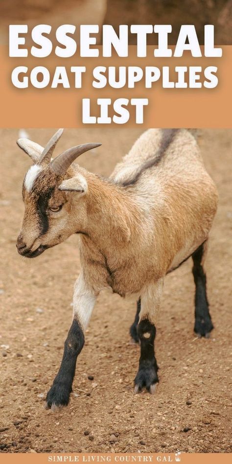 Starting your goat herd? Make sure you have this basi dairy goat supply list! This goat care essentials guide covers everything from feeding equipment to shelter needs. Perfect for beginners or homesteaders preparing to raise goats. Get organized and confident with this easy-to-follow goat supplies list. Goat Supplies, Trimming Goat Hooves, Dairy Goat Breeds, Goat Hooves, Goat Feeders, Goat Fencing, Goat Shelters, Goat Housing, Goat Showing