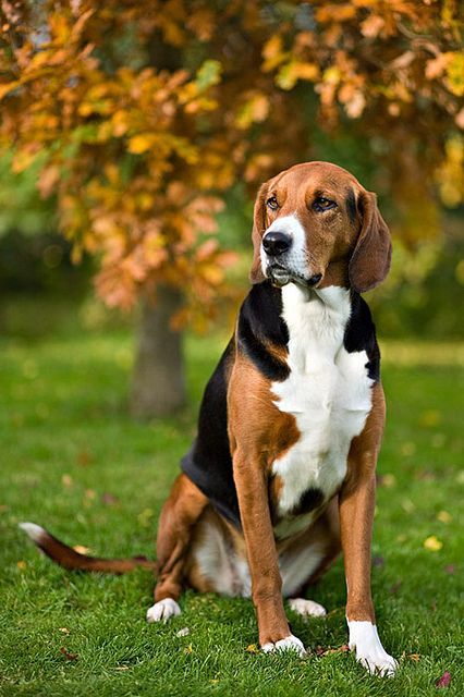 The Hamiltonstövare is a breed of dog, bred as a hunting hound. Grand Basset Griffon Vendeen, Foxhound Dog, Friendly Dog Breeds, English Foxhound, Petit Basset Griffon Vendeen, American Foxhound, Hound Dogs, Fox Hunting, The Fox And The Hound