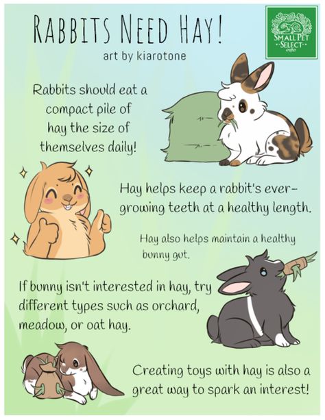 Rabbit Tips, Bunny Care Tips, Rabbit Facts, Rabbit Stuff, Bunny Ideas, Pet Rabbit Care, Rabbit Hay, Bunny Room, Raising Rabbits