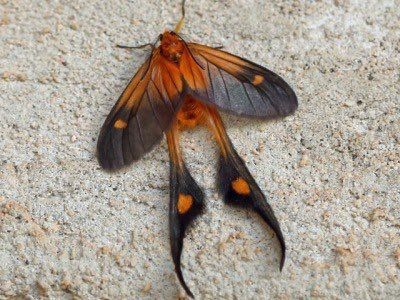 Daily Moths on Twitter: "… " Ruby Tiger Moth, Orange Moth, Silk Moths, Macro Fotografia, Cute Moth, Cool Insects, Moth Caterpillar, Cool Bugs, Animal References