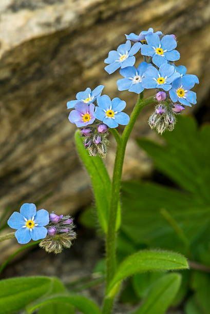 Forget Me Not Plant, Alpine Forget Me Not, Myosotis Sylvatica, Forget Me Knots, Forget Me Nots Flowers, Scottish Flowers, Wild Flower Meadow, Forget Me Not Flowers, Woodland Flowers