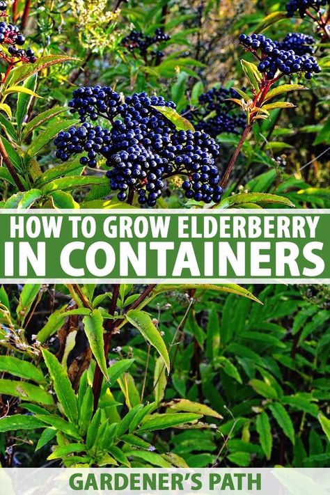 If you love the blossoms and fruits of the beautiful elderberry but don't have space in the garden, did you know you can grow it in containers instead? Learn how easy it is to grow and care for elderberries in pots and containers with this guide on Gardener's Path. #elderberry #containergarden #gardenerspath Elderberry Growing, Elderberry Plant, Elderberry Bush, Elderberry Recipes, Growing Fruit, Container Garden, Fruit Garden, Veggie Garden, Growing Food