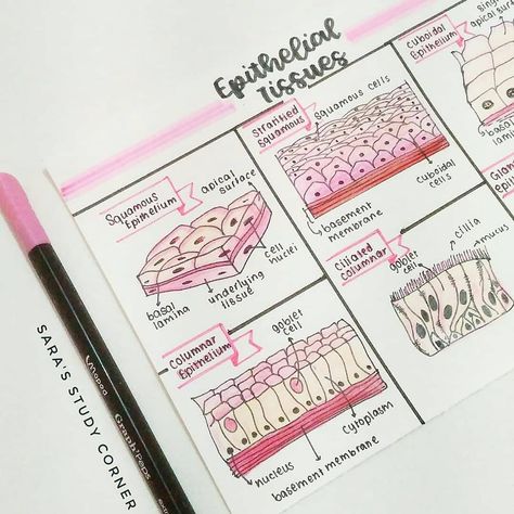 quick revision on epithelial tissue in pink and red  ★·.·´¯`·.·★ follow @motivation2study for daily inspiration Epithelial Tissue, Tissue Biology, Anatomy Notes, Nursing 101, I Am Really Sorry, Integumentary System, Study Biology, Biology Classroom, Nurse Study Notes