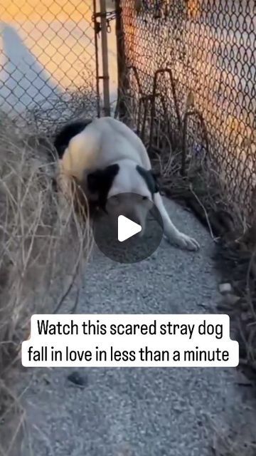 Humanity | Kindness | Compassion on Instagram: "She didn't even want the food. Instead she went straight for the hug and embrace once the stray dog knew it was a good person.   This is a very beautiful dog rescue 🥹❤️ Part of the dog rescue series.  Thank you so much to all the caring and loving people out there. You're making the world a better place.  #dog #rescuedogs #dogsofinstgram #humanity" Multi Dog Household, Dog Rescue Stories Videos, Animal Rescue Video, Best Family Dogs, Gentle Giant Dogs, Youtube Dogs, Dog Videos Funny, Dog Rescue Stories, Wolf Dogs