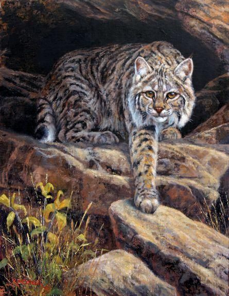 bobcat, bobcat art, bobcat painting, bobcat oil painting, nature art, nature painting, western art, wildlife art, wildlife art painting,leslie kirchner, leslie kirchner art, leslie kirchner painting, leslie kirchner artist, worth getting up for bobcat Bobcat Taxidermy, Bobcat Painting, Bobcat Art, Art Nature Painting, Oil Painting Nature, Storybook Art, Big Cats Art, Exotic Cats, Painting Nature