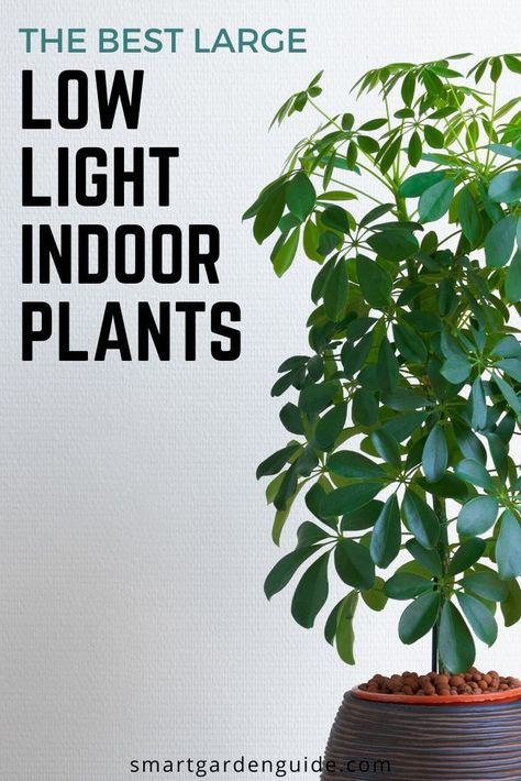 Indoor Trees Low Light, Big House Plants, Low Light Houseplants, Plants Low Light, Indoor Tree Plants, Best Indoor Trees, Big Indoor Plants, Tall Indoor Plants, Low Light House Plants