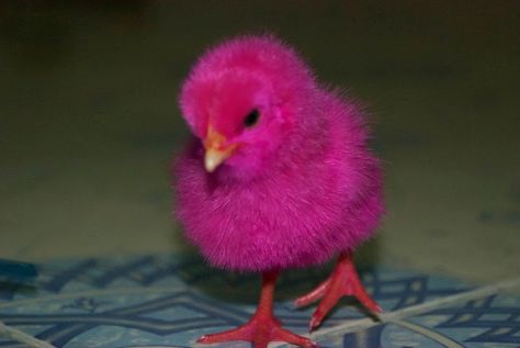 One of the simple goals in my life is to get a pink chick for Easter. (When I have a yard for it to live in of course) Cute Chicks Wallpaper, Rooster Vs Hen, Rooster Pictures, Silkie Rooster, Simple Goals, Hen And Rooster, Rooster Illustration, Pink Duck, Pink Board