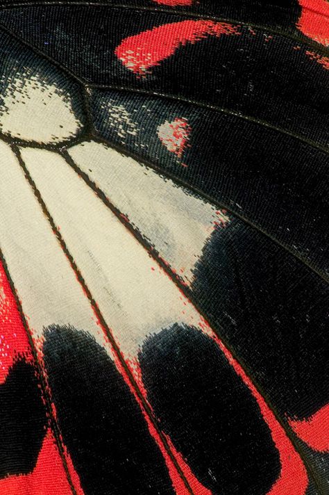 Butterfly wing close-up photograph by: Darrell Gulin Butterfly Wing Aesthetic, Butterfly Details, Butterfly Wings Aesthetic, Butterfly Texture, Butterfly Wings Wallpaper, Butterfly Wing, Butterfly Close Up, Butterflies Close Up, Butterfly Wing Texture