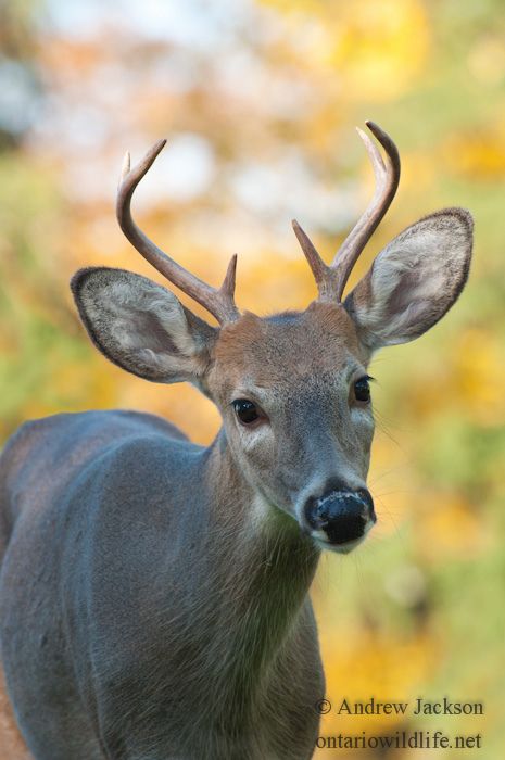 White-tailed Deer - Young Buck | by A.J Nature Photos Small Deer Antlers, White Tail Deer Buck, Deer Antlers Drawing, White Tail Buck, Whitetail Deer Pictures, Water Deer, Deer With Antlers, Winter Journal, White Tailed Deer