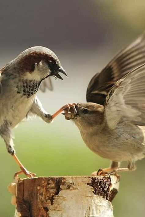 🔶20 March: World Sparrow Day 2019🔶 Will sparrows return to our home again?🐦🐦🐦 World Sparrow Day is a day designated to raise awareness of the house sparrow and then other common birds to urban environments, and of threats to their populations.🐦 It is an international initiative by the Nature Forever Society of India in collaboration with the Eco-Sys Action Foundation (France) and numerous other national and international organizations across the world.🐦 Kitty Pryde, Crush Memes, Perfectly Timed Photos, Funny Birds, Small Birds, Funny Animal Pictures, Animal Photo, Shut Up, 귀여운 동물