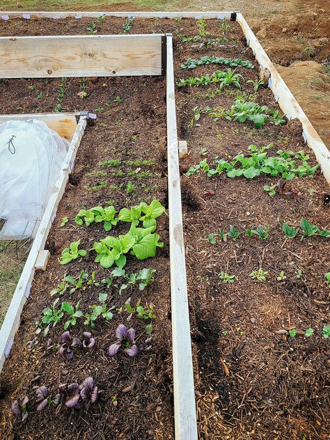 Fabric vs. Plastic: How to Choose the Right Row Cover for Your Garden – Garden Betty Garden Betty, Winter Vegetables Gardening, Row Covers, Beet Greens, Overwintering, Fava Beans, Winter Salad, Backyard Fire, Fermenting