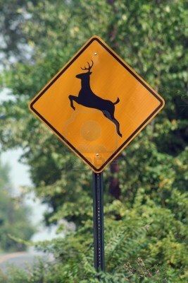 Deer crossing.....even in town they cross streets Deer Crossing Sign, 70s Americana, Deer Crossing, Deer Running, Crossing Sign, Vintage Deer, Road Signs, Graphic Arts, The Marauders