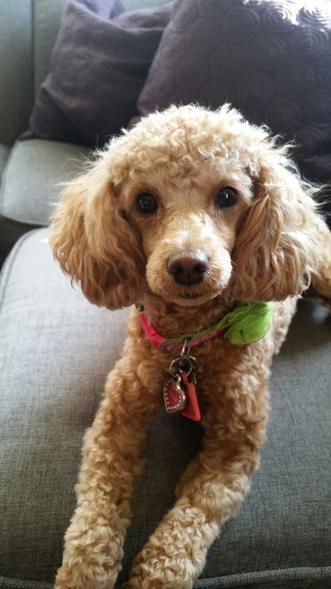 Cute Poodle Haircut, Poodle Haircut Styles Short, Mini Poodle Haircut, Miniature Poodle Haircut Styles, Mini Poodle Haircut Styles, Cavapoo Haircut, Miniature Poodle Haircuts, Poodle Puppy Cut, Toy Poodle Haircut