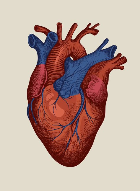 Medical Heart Drawing, Human Heart Watercolor, Painting Of Human Heart, Heart Reference Photo, Human Heart Art Paintings, Real Heart Sketch, Drawing Organs, Human Heart Painting, Organs Drawing