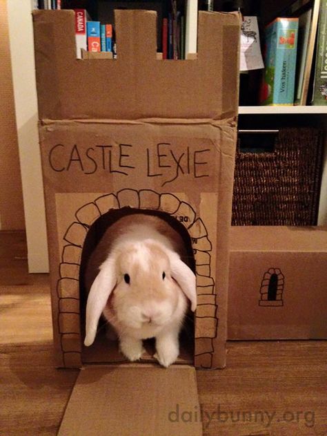 A bunny's castle is her castle! - December 21, 2015 - More at today's Daily Bunny post: http://dailybunny.org/2015/12/21/a-bunnys-castle-is-her-castle/ Cardboard Bunny, Bunny Castle, Diy Bunny Toys, Daily Bunny, Cardboard Cat House, Bunny Hutch, Bunny Lady, Pig Crafts, Indoor Rabbit