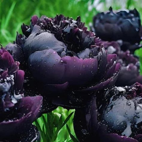 Creative Gardening on Instagram: "Black Peonies 💜🖤 Via Krissy Anne Waters" Black Peonies, Amber Day, Orchid Plant Care, Black Peony, Goth Garden, Planting Peonies, Black Thumb, Outdoor Deco, Creative Gardening