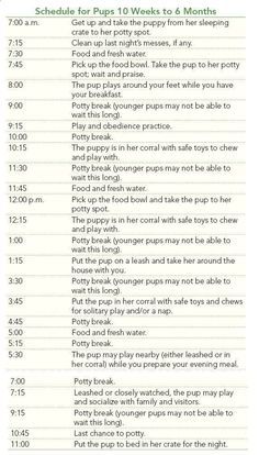 Potty Training Schedule, Puppy Potty Training Tips, Puppy Schedule, Puppy Potty Training, Puppy Training Schedule, House Training Puppies, Dog Clippers, Puppy House, Basic Dog Training