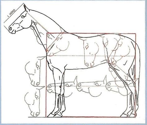 Horse Drawing Tutorial, Drawing Horses, Horse Art Drawing, Horse Sketch, Horse Anatomy, Drawing Animals, Animal Anatomy, Horse Drawings, Horse Drawing